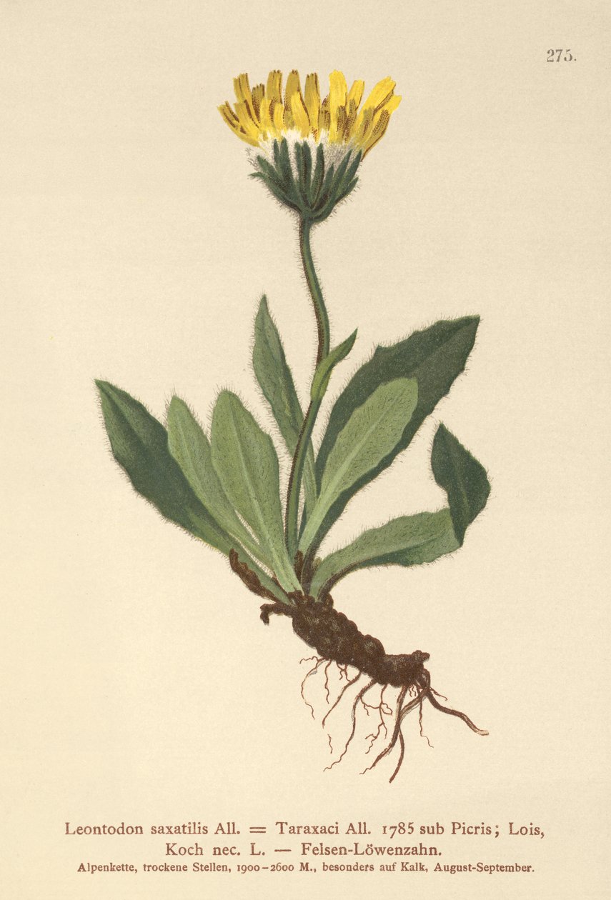 Lesser Hawkbit (Leontodon saxatilis, Leontodon Taraxaci) av German School