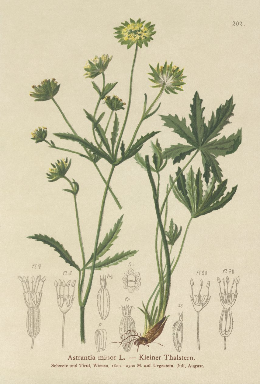 Lesser Masterwort (Astrantia minor) av German School