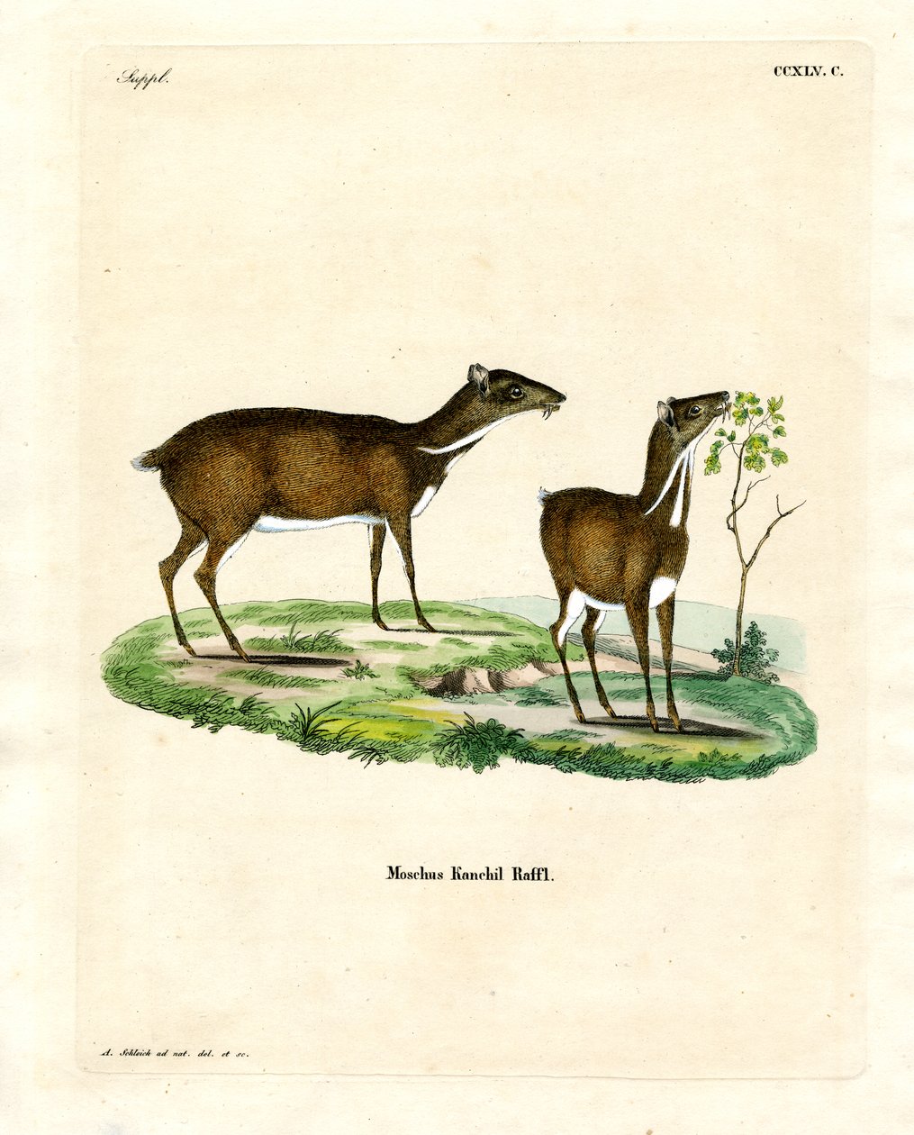 Lesser Mouse Deer (färgad gravyr) av German School