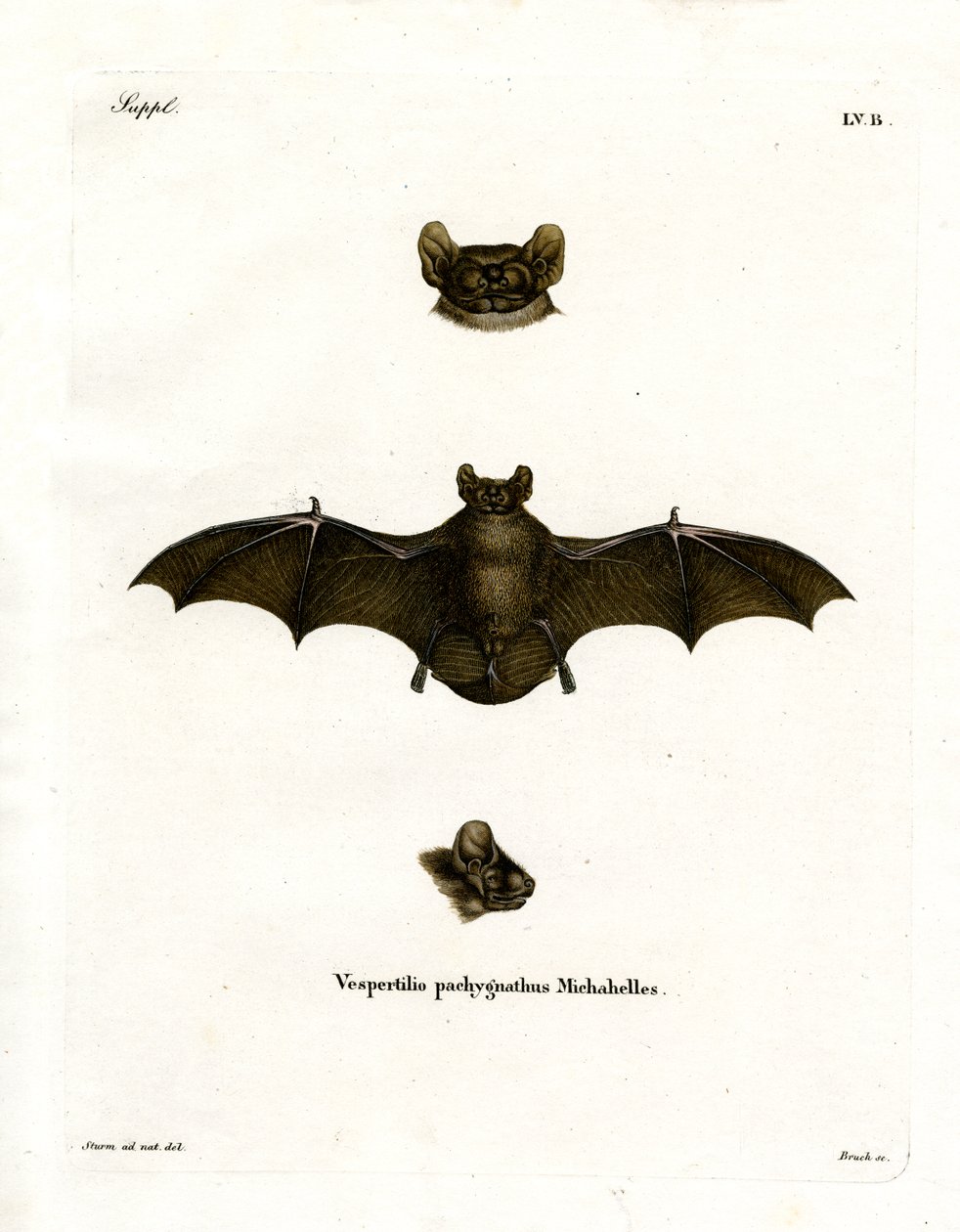 Lesser Noctule Bat (färgad gravyr) av German School
