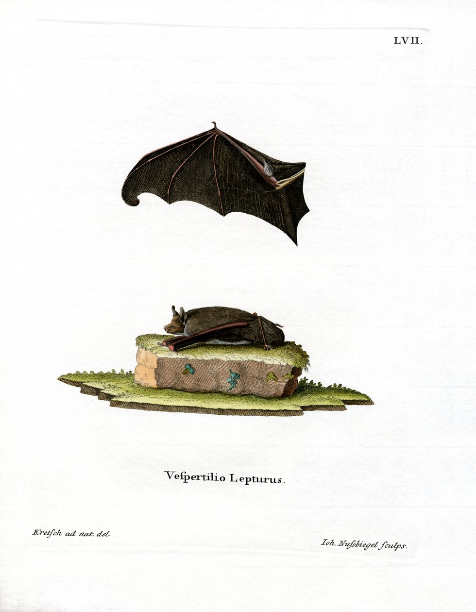 Lesser Sac-winged Bat (färgad gravyr) av German School