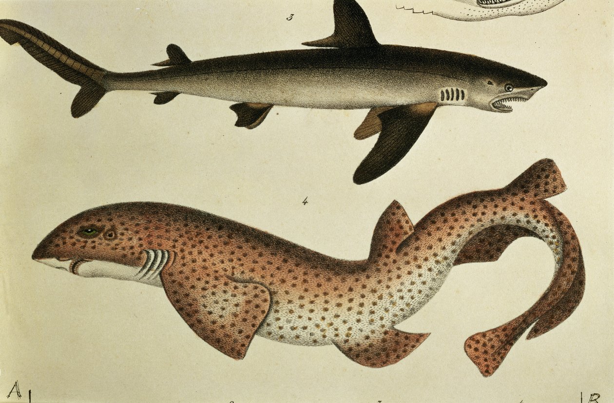 Lesser Spotted Dogfish, Pl.93 från "Naturgeschichte und Abbildung der Fische" av H.R. Schinz, 1836 av German School