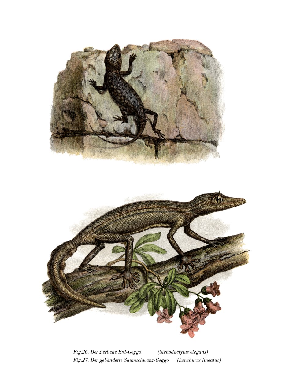 Lichtensteins kortfingrade gecko (färg litho) av German School