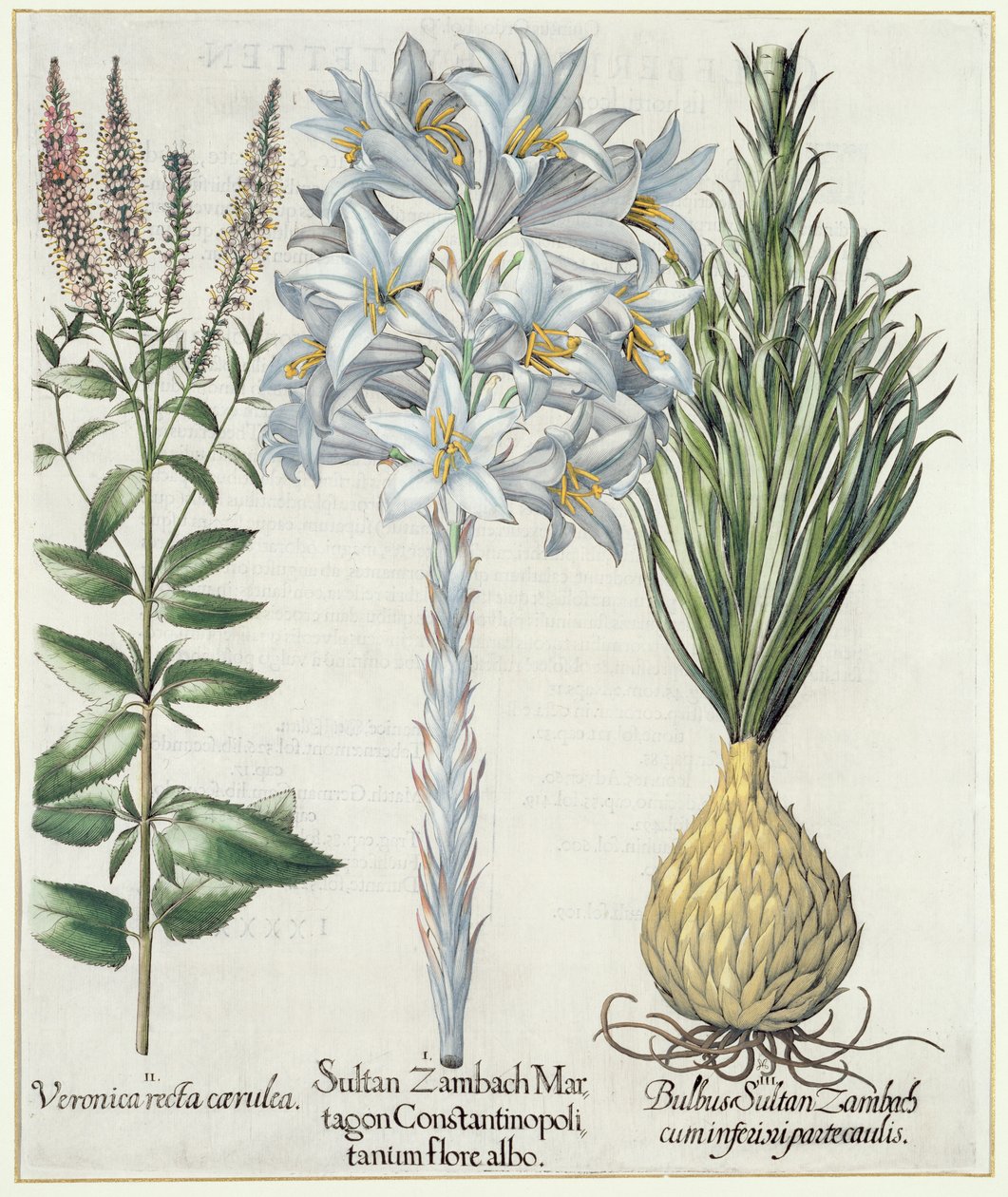 Lilja: 1. Sultan Zambach Martagon av Konstantinopel vit blomma 2. Veronica recta carnlea 3. Bulbus Sultan Zambach cuminfeunipartecaulis, från Hortus Eystettensis av Basil Besler (1561-1629), pub. 1613 av German School