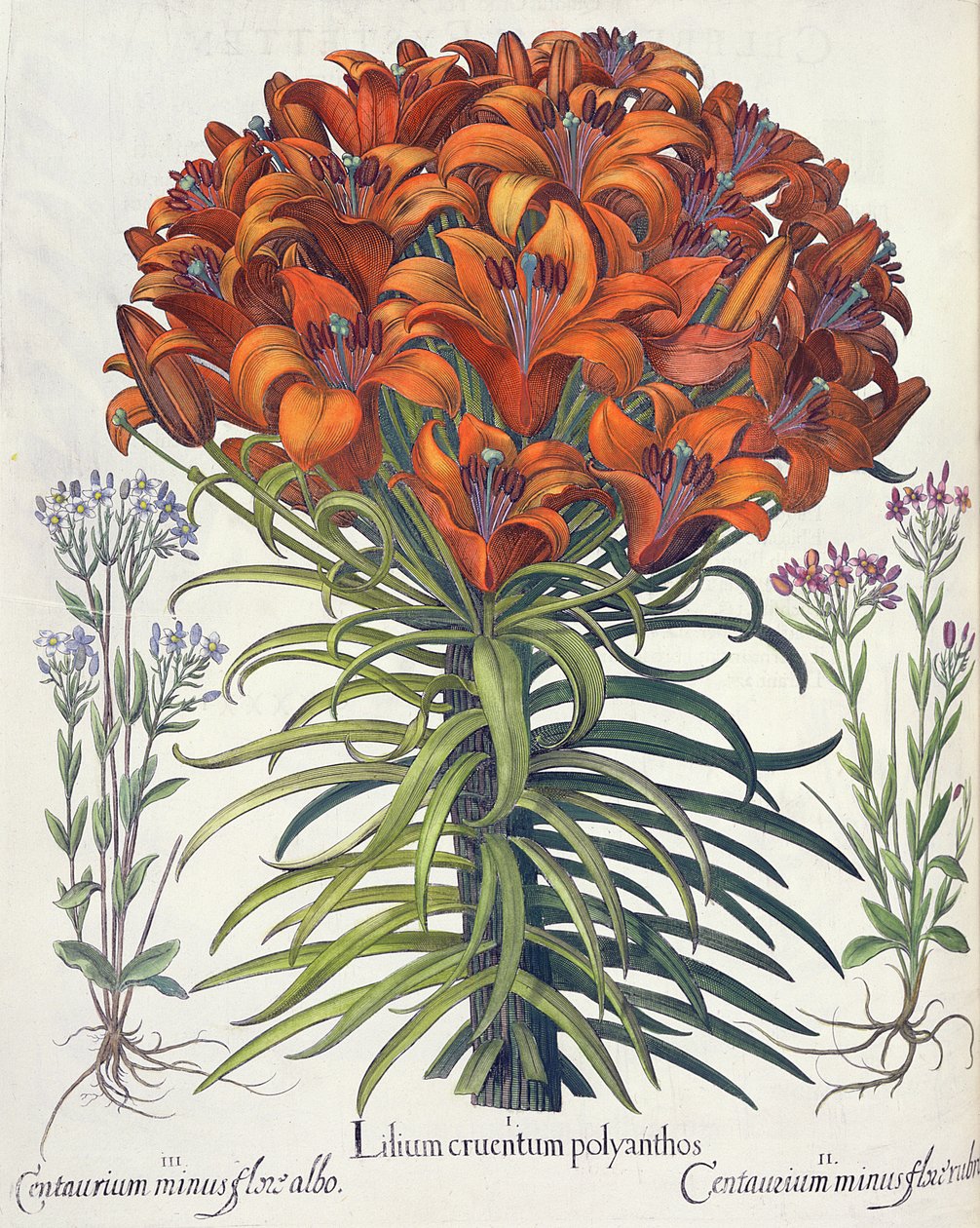 Lilja och bok: 1. Lilium bloody polyanthos; 2. Centaurium minus röd blomma; 3. Centaurium minus flore albo, från Hortus Eystettensis av Basil Besler (1561-1629), pub. 1613 av German School
