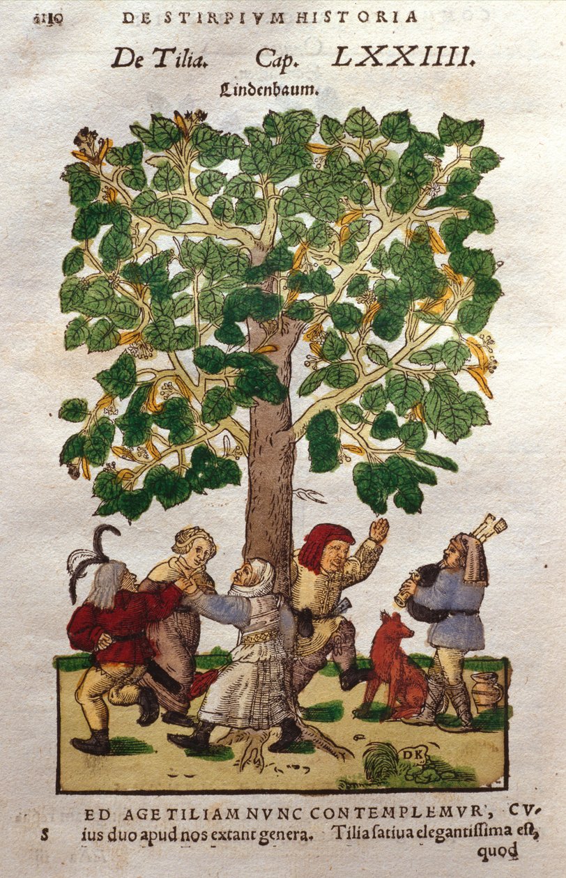 Lime, eller lind, träd av German School
