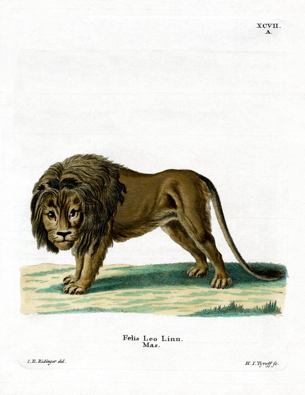 Lejon (färgad gravyr) av German School