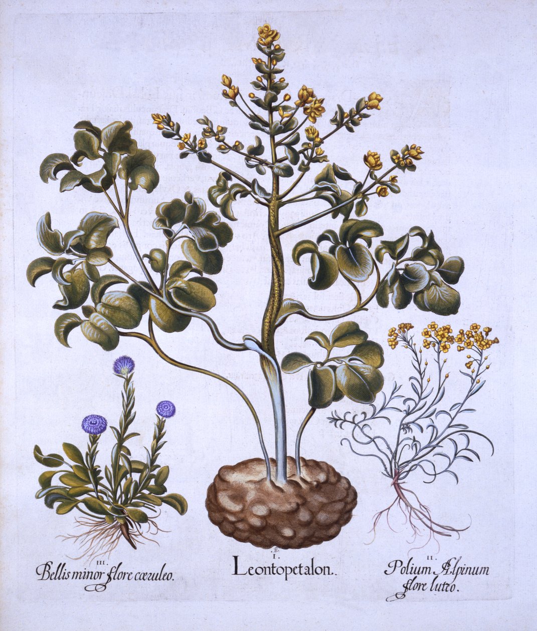 Lions Leaf and Alpine Flowers, från Hortus Eystettensis, av Basil Besler (1561-1629), pub. 1613 (handfärgad gravyr) av German School