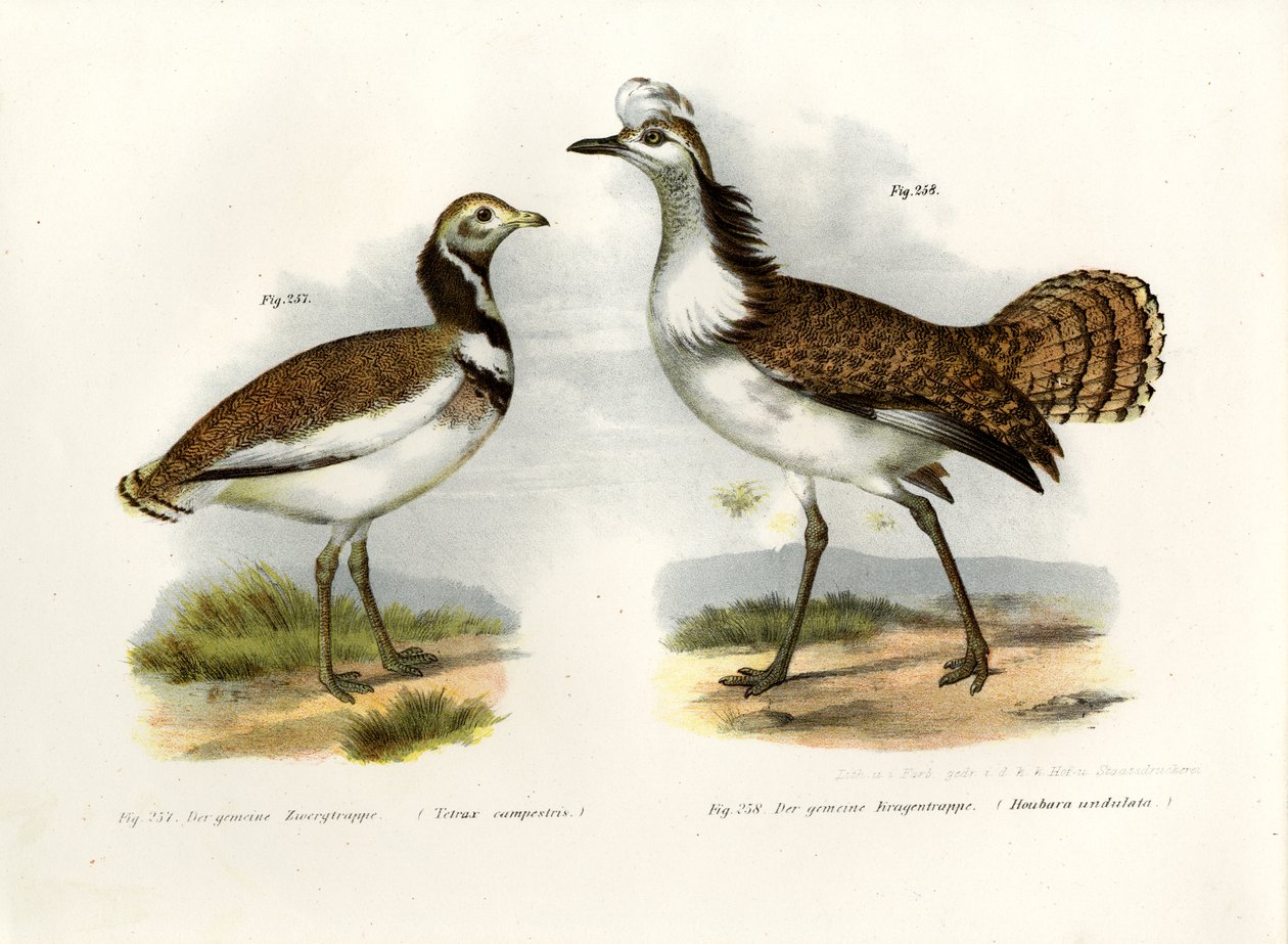 Lilla bustard, 1864 av German School