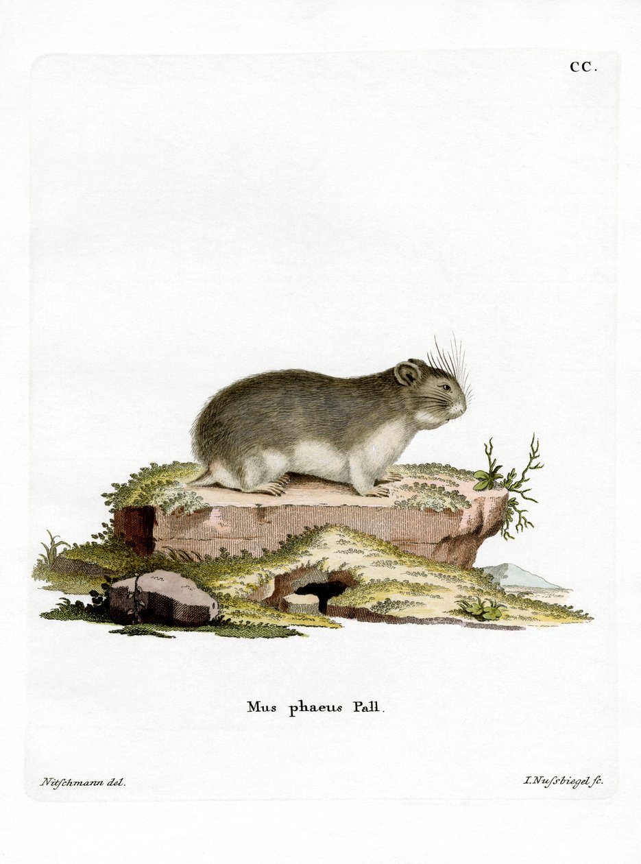 Lilla grå hamster (färgad gravyr) av German School