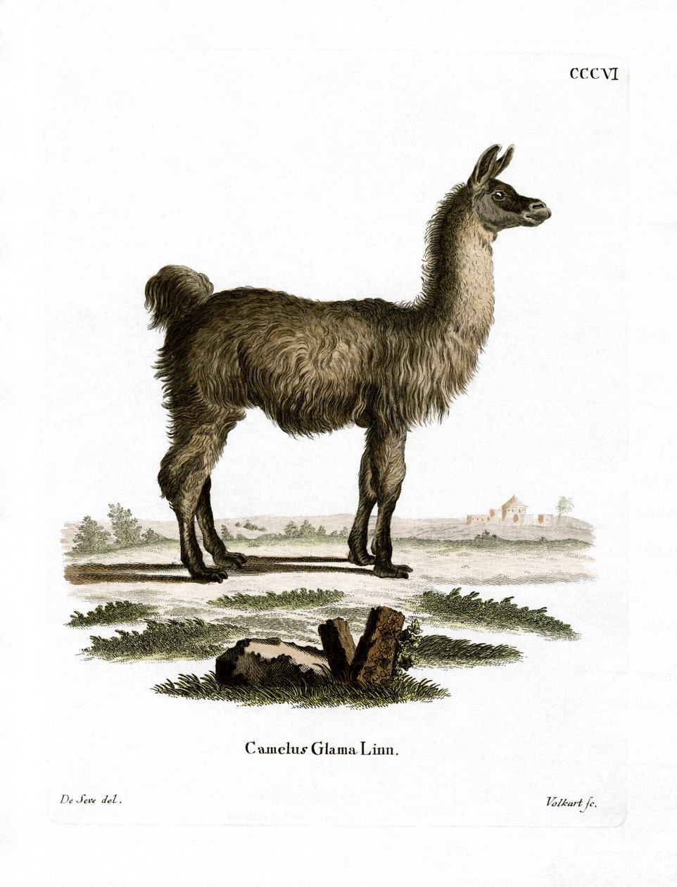 Lama (färgad gravyr) av German School