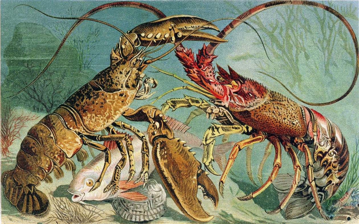 Lobster and Spiny Lobster, tallrik från Brehms Tierleben: Allgemeine Kunde des Tierreichs, vol.10, s.44, utgiven av Bibliographic Institute, 1893 av German School
