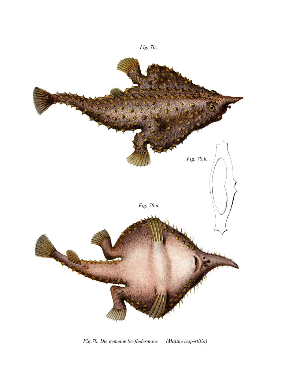 Longnose Batfish (färg litho) av German School
