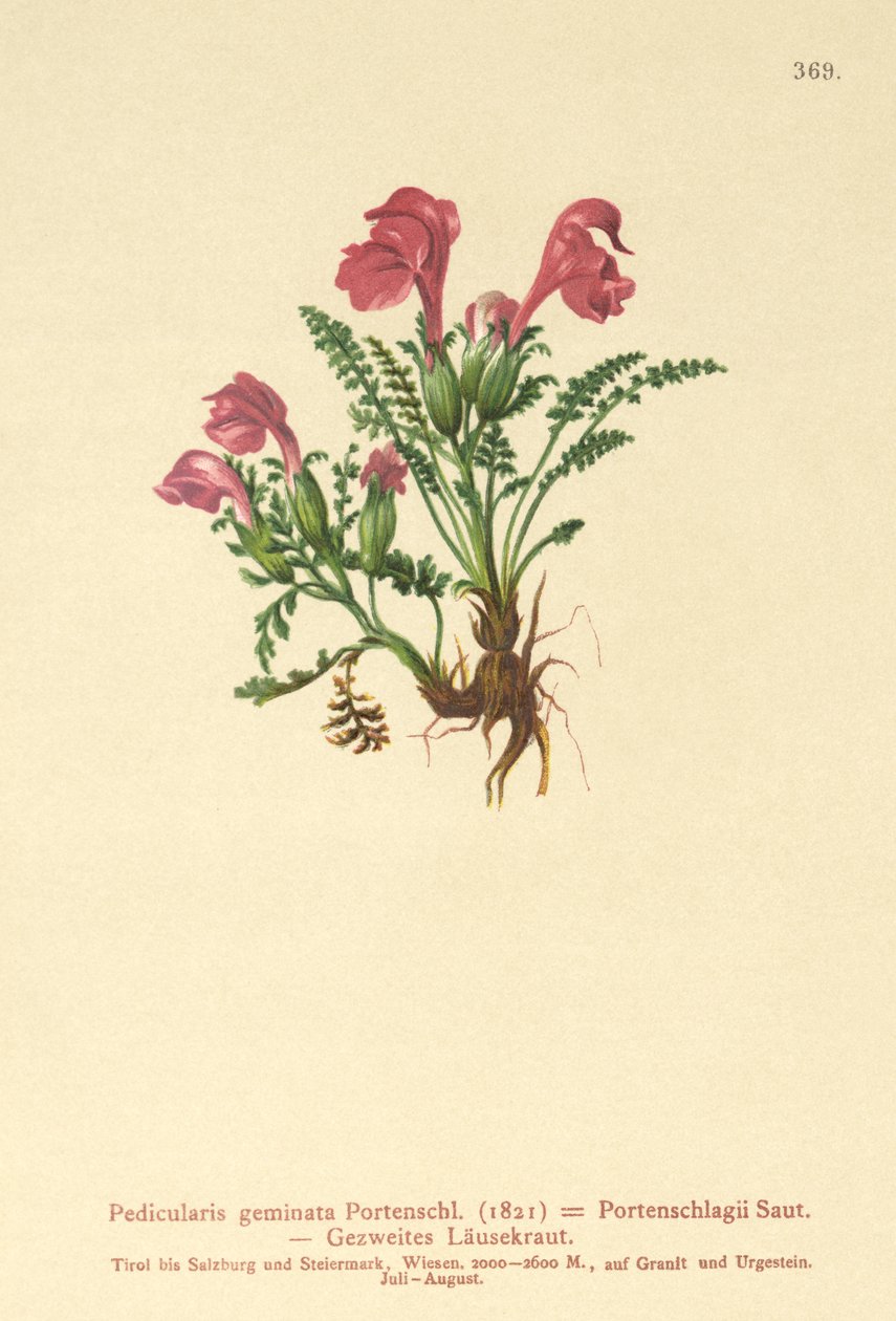 Lösört (Pedicularis geminata, Pedicularis Portenschlagii, Pedicularis pumila) av German School