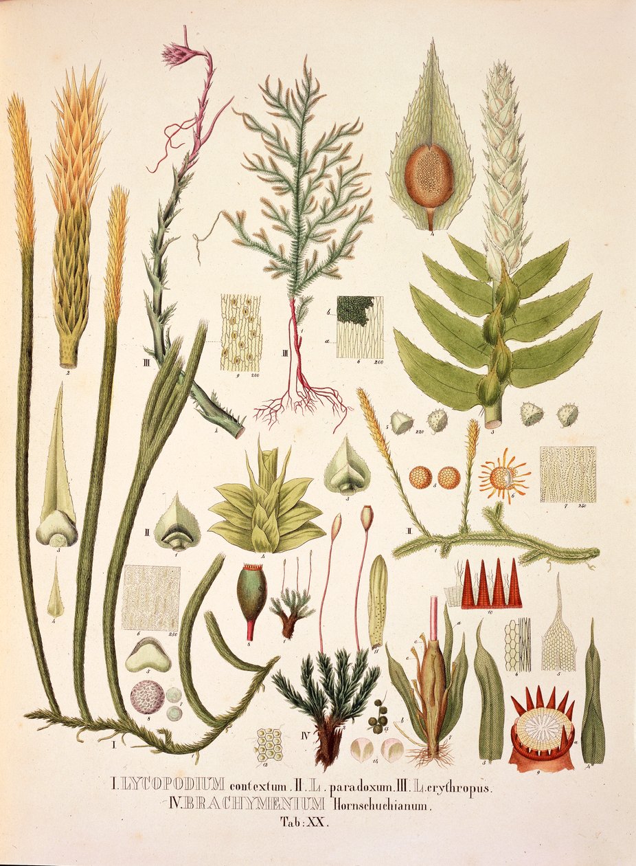 Lycopodium och Brachymenium, bord XX från 