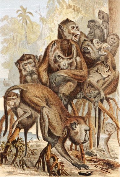 Macacus, tallrik från "Brehms Tierleben: Allgemeine Kunde des Tierreichs", vol.1, s.149, utgiven av Bibliographisches Institut av German School