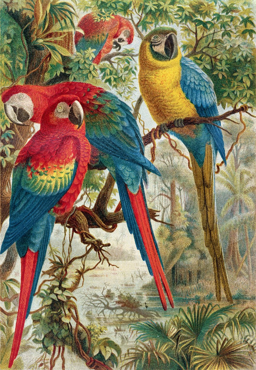 Aror, tallrik från Brehms Animal Life: General Knowledge of the Animal Kingdom, vol.5, s.60, utgiven av Bibliographic Institute, 1892 av German School
