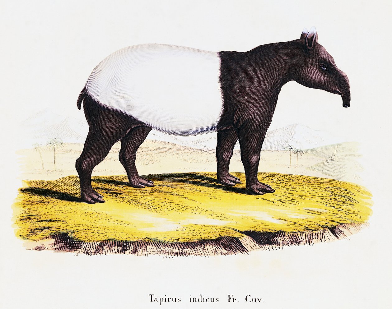 Malayan tapir (Tapirus indicus), från Däggdjur illustrerade från naturen med beskrivningar, av Johann Christian Daniel von Schreber (1739-1810), gravyr av A Fleischman efter teckning av C Weber, volym 6-7, tabell 319-A, Tyskland av German School