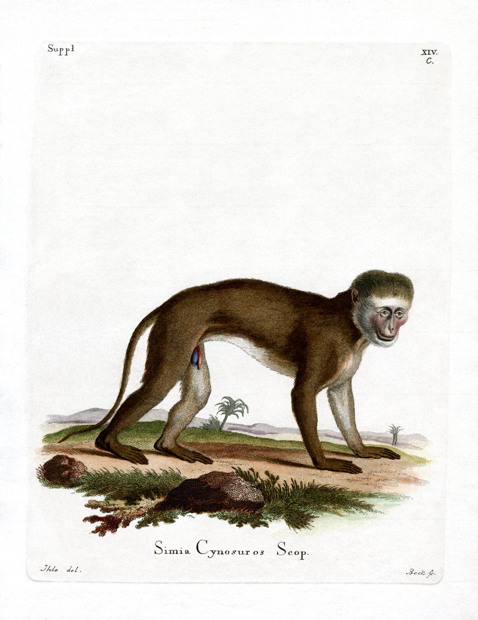 Malbrouck Monkey (färgad gravyr) av German School
