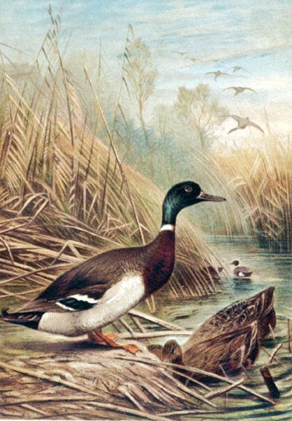 Gräsand, tallrik från "Brehms Tierleben: Allgemeine Kunde des Tierreichs", vol.6, s.635, utgiven av Bibliographisches Institut av German School