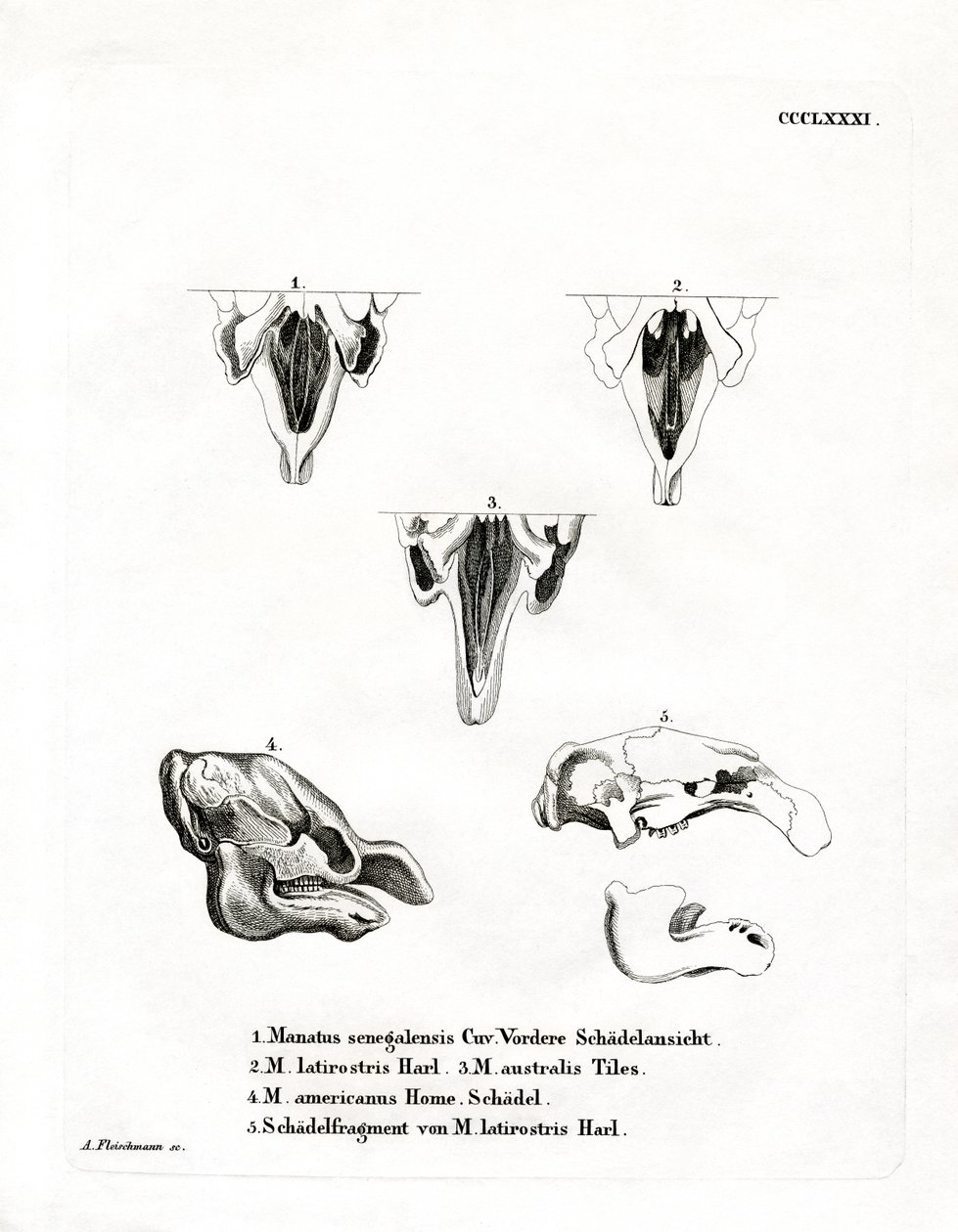 Manatee Skulls (färgad gravyr) av German School