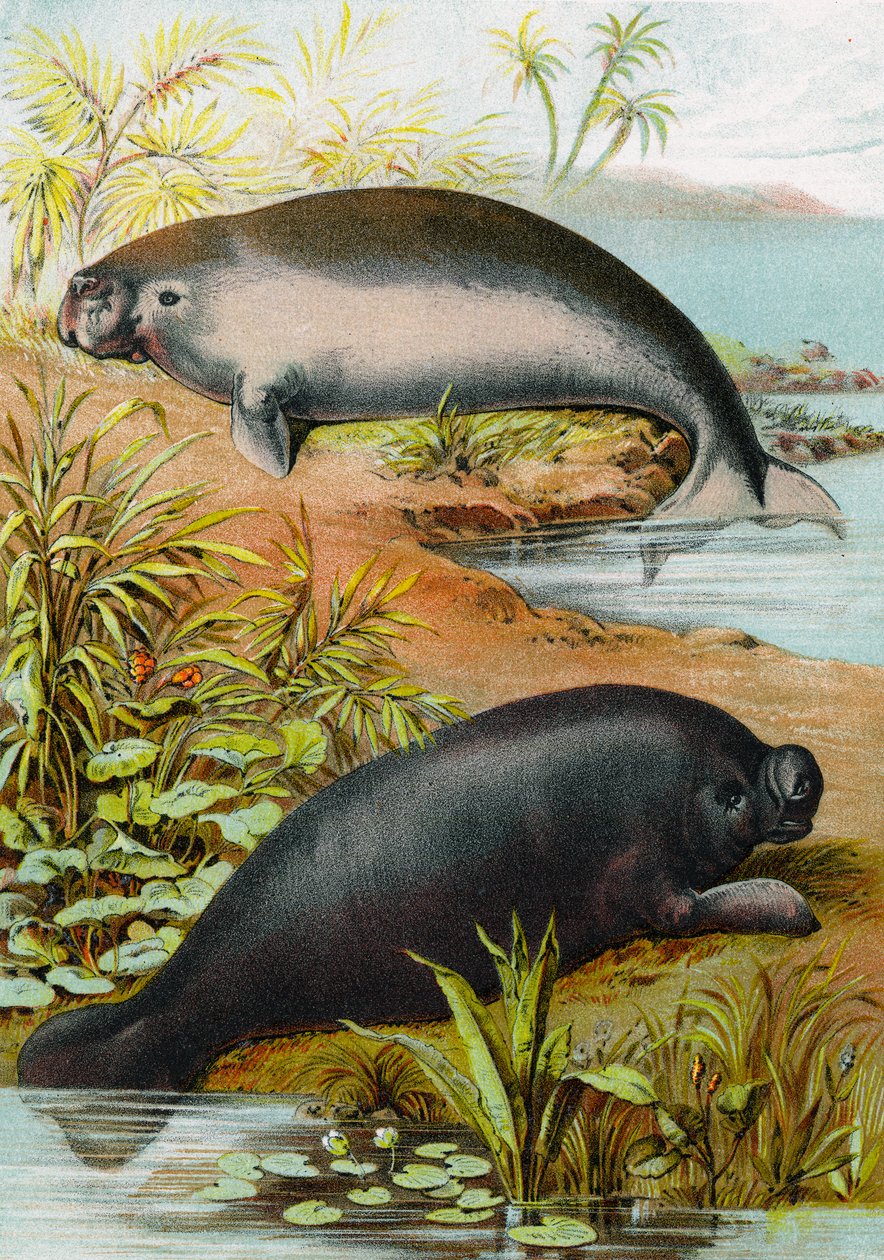Manatee och Dugong, ca 1880 av German School