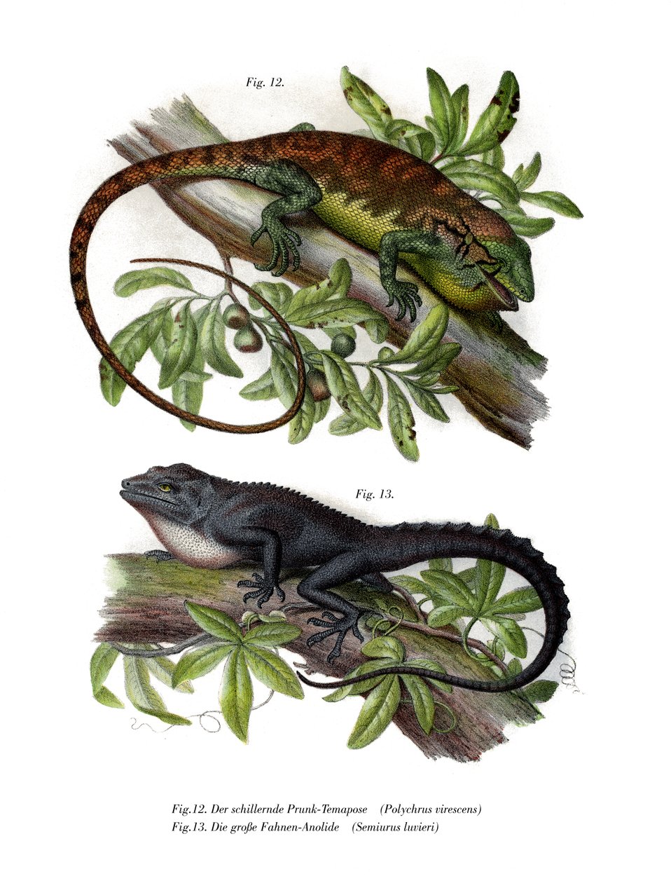 Flerfärgad Bush Anole (färg litho) av German School