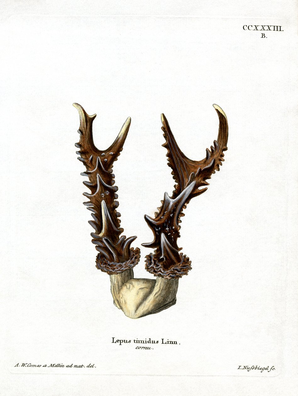 Mountain Hare Antlers (färgad gravyr) av German School