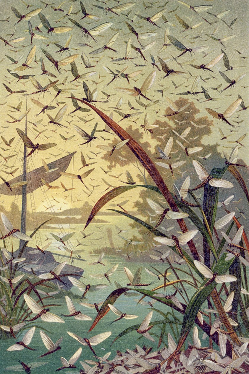 Mayfly, tallrik från Brehms djurliv: allmän kunskap om djurriket, vol.9, s.546, utgiven av Bibliographic Institute, 1892 av German School