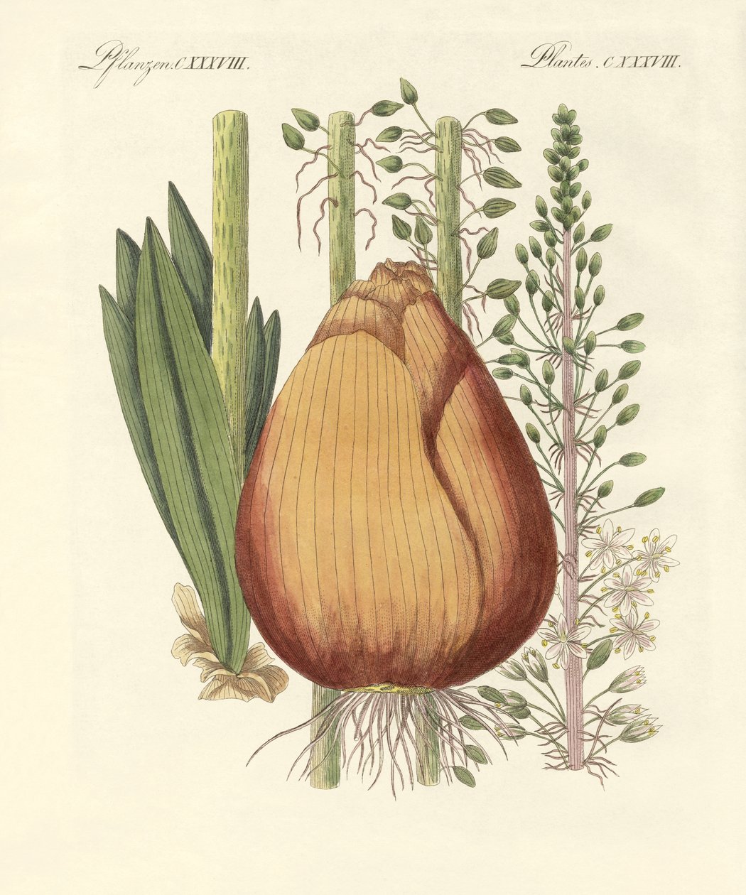 Medicinska växter (färgad gravyr) av German School