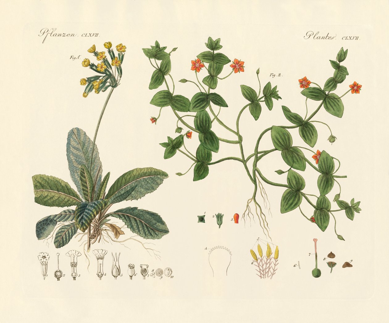 Medicinska växter (färgad gravyr) av German School