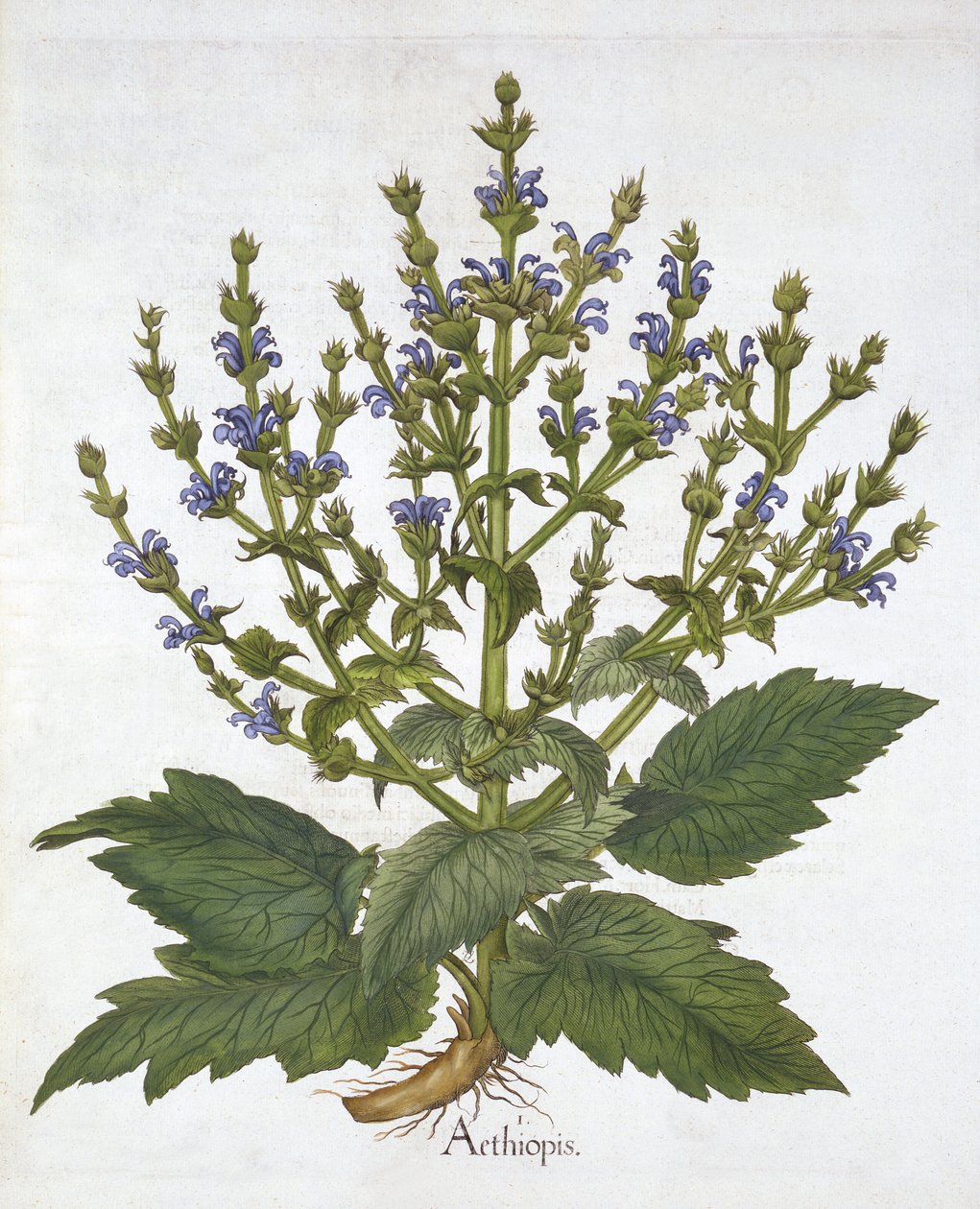 Mediterranean Sage, från "Hortus Eystettensis", av Basil Besler av German School