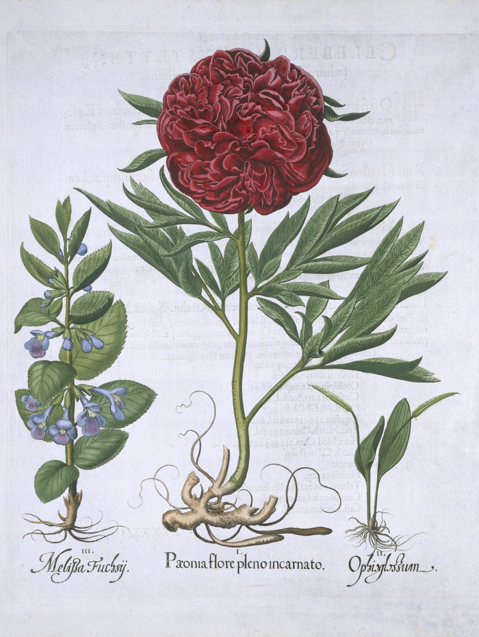 Melissa, Paeony och Odontoglossum, från Hortus Eystettensis, av Basil Besler (1561-1629) pub. 1613 (handfärgad gravyr) av German School