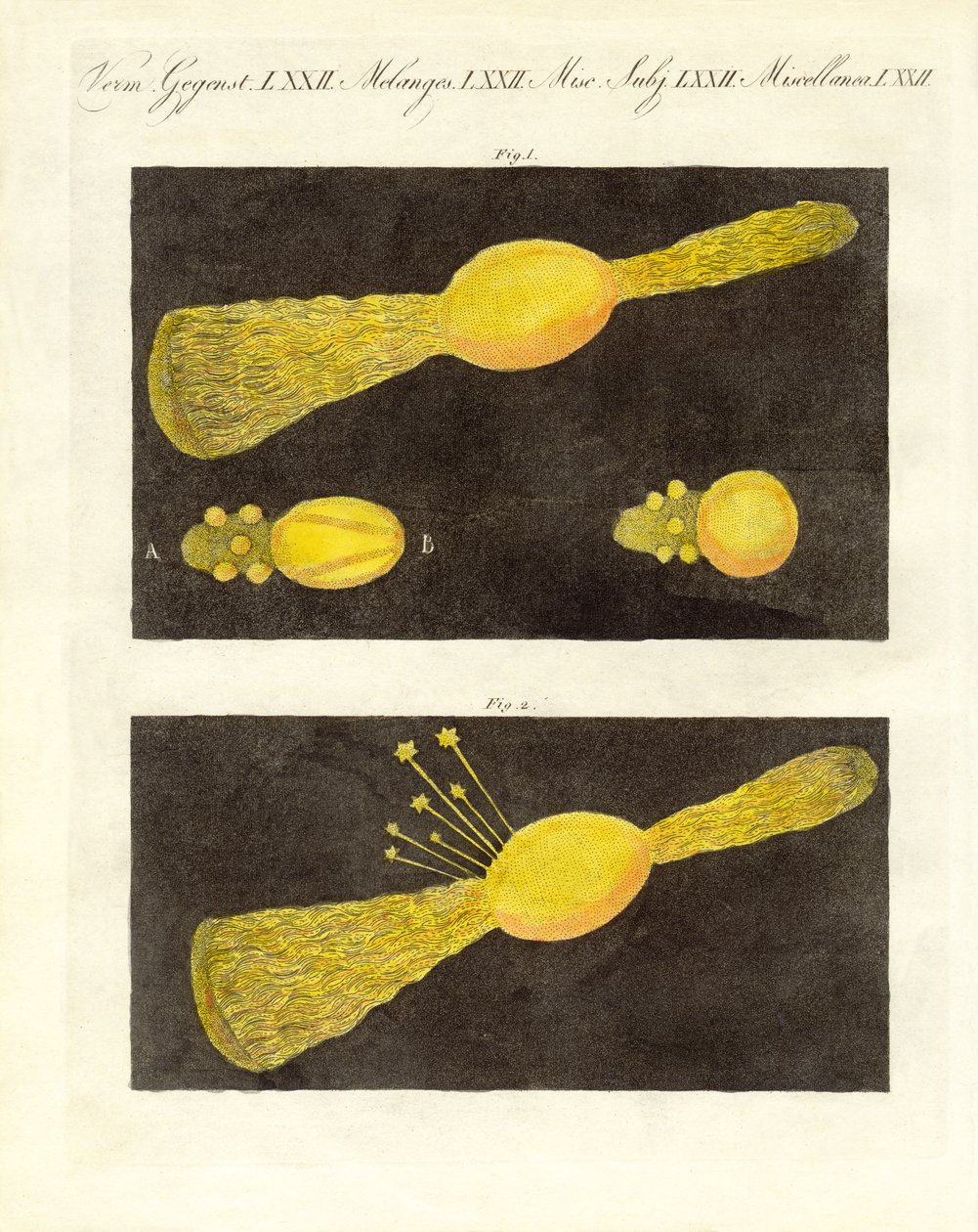 Meteor (färgad gravyr) av German School