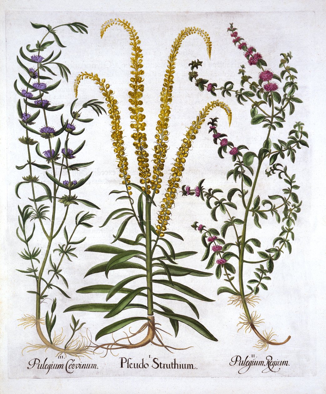 Mignonette, Pennyroyal och Marsh Mint, från Hortus Eystettensis, av Basil Besler (1561-1629), pub. 1613 (handfärgad gravyr) av German School