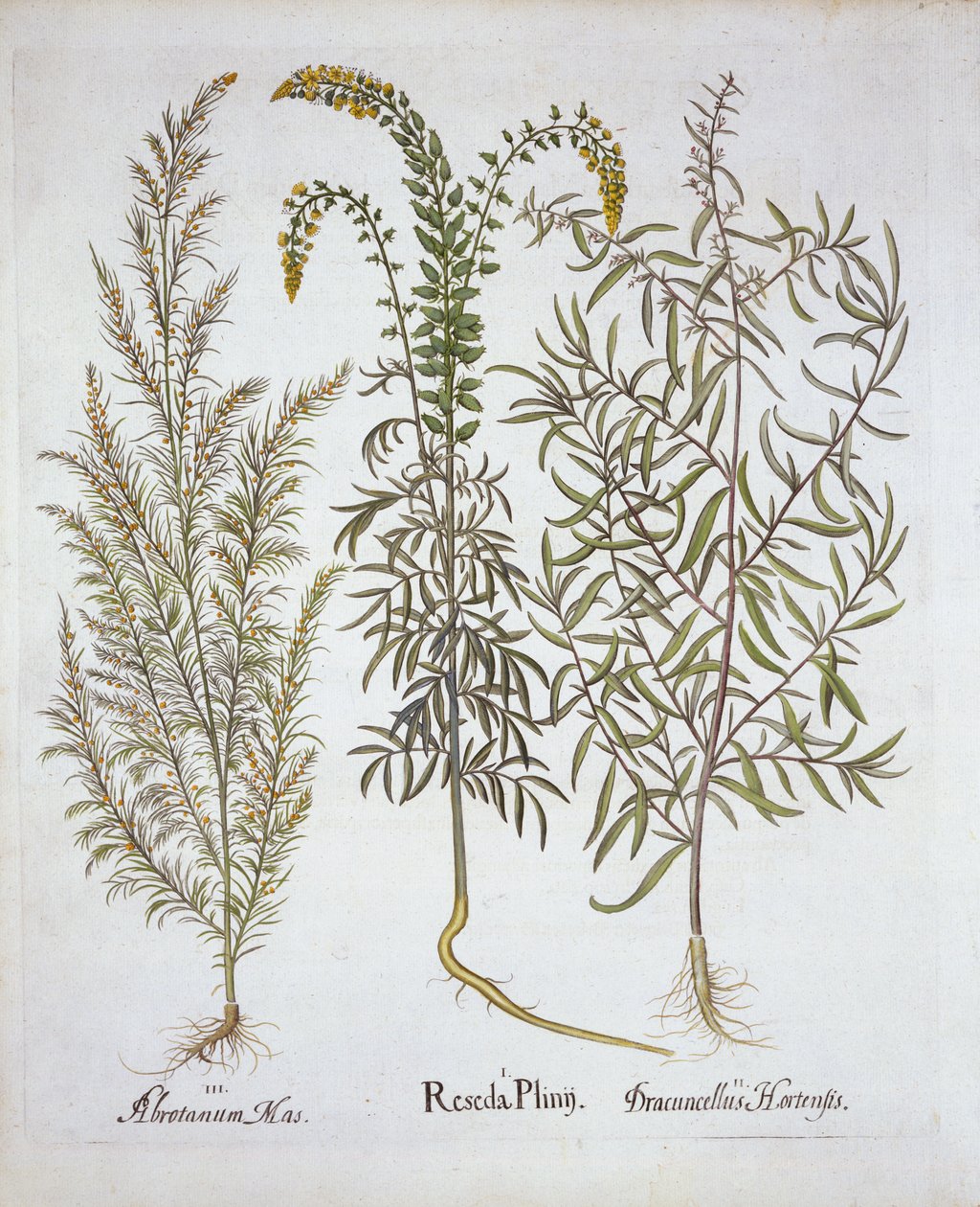 Mignonette, Southernwood och Tarragon, från Hortus Eystettensis, av Basil Besler (1561-1629), pub. 1613 (handfärgad gravyr) av German School