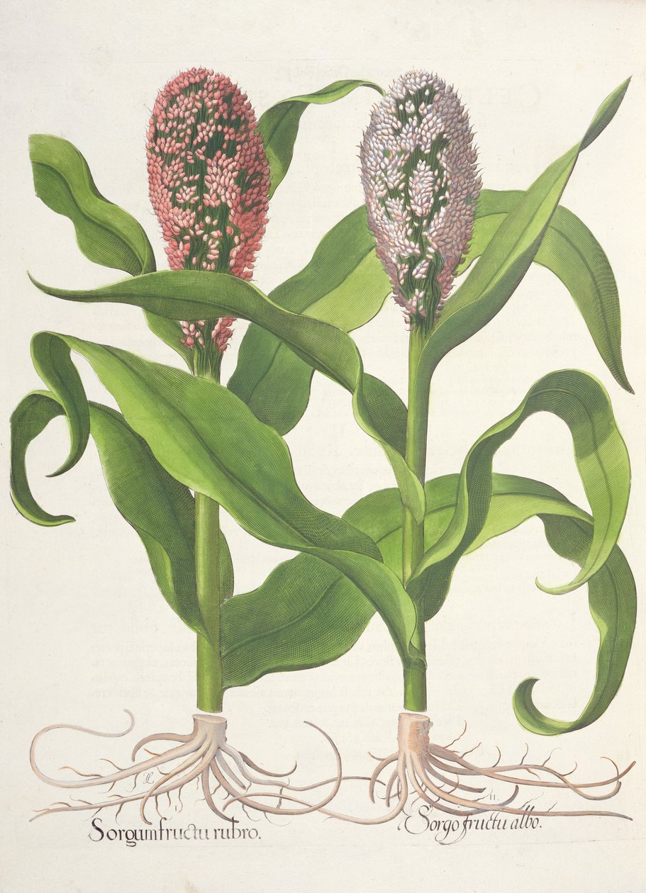 Hirs: 1. Sorghum med röd frukt; Sorgo frukt vit, från Hortus Eystettensis av Basil Besler (1561-1629), pub. 1613 av German School