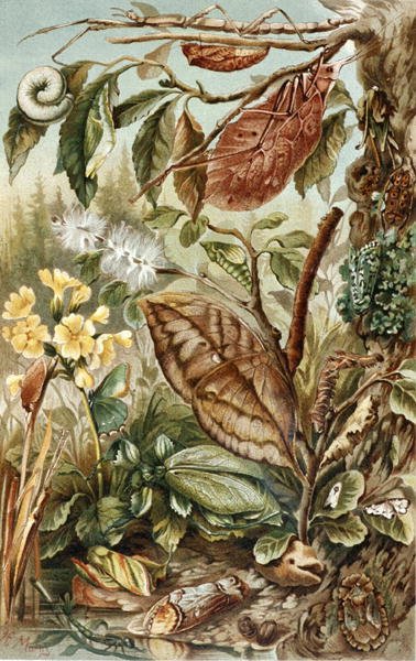 Mimicry of Insects, platta från "Brehms Tierleben: Allgemeine Kunde des Tierreichs", vol.9, s.10, publicerad av Bibliographisches Institut av German School