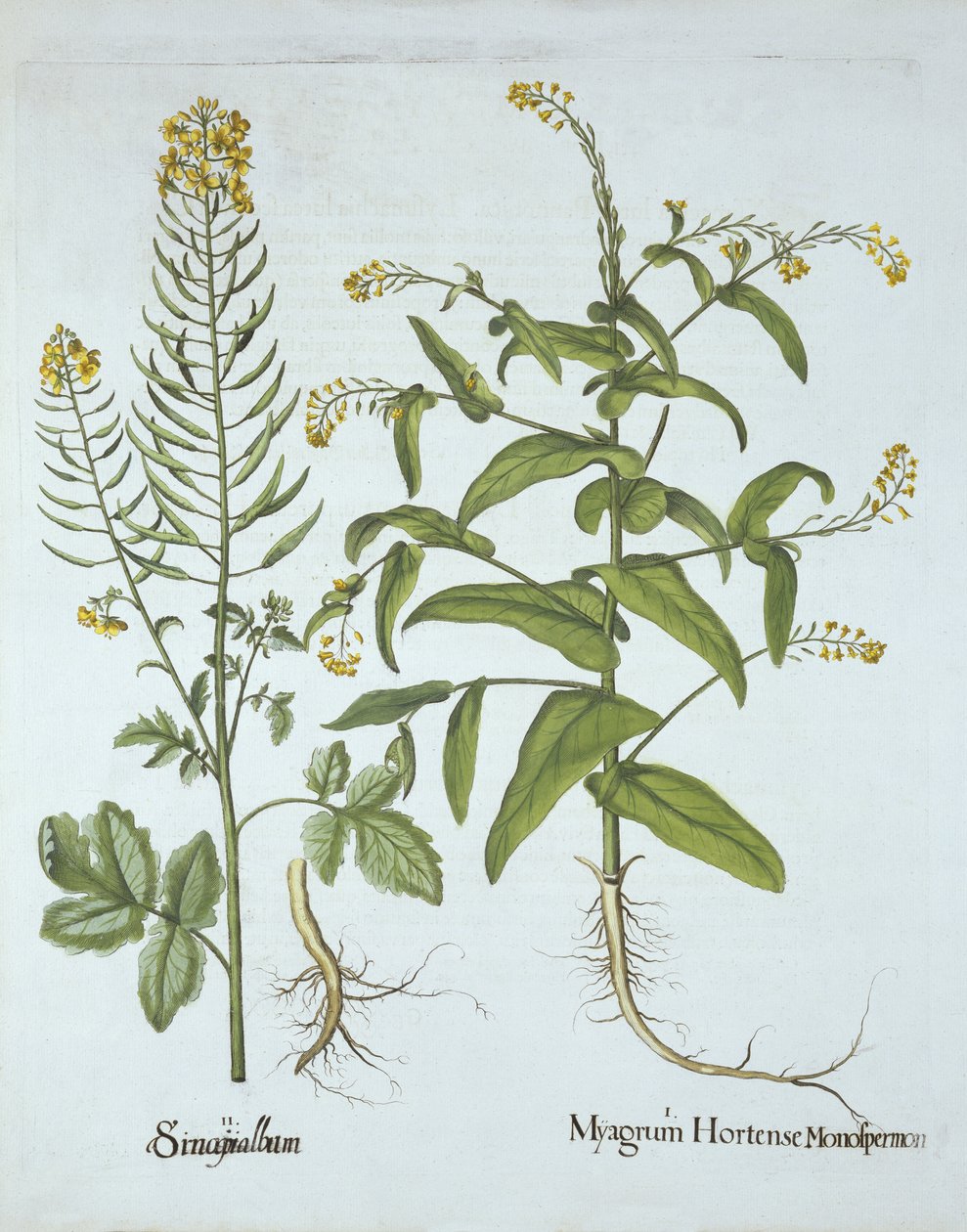 Gingkrasse och vit senap, från Hortus Eystettensis, av Basil Besler (1561-1629), pub. 1613 (handfärgad gravyr) av German School