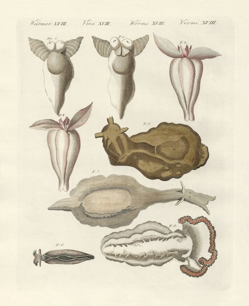 Mollusker (färgad gravyr) av German School