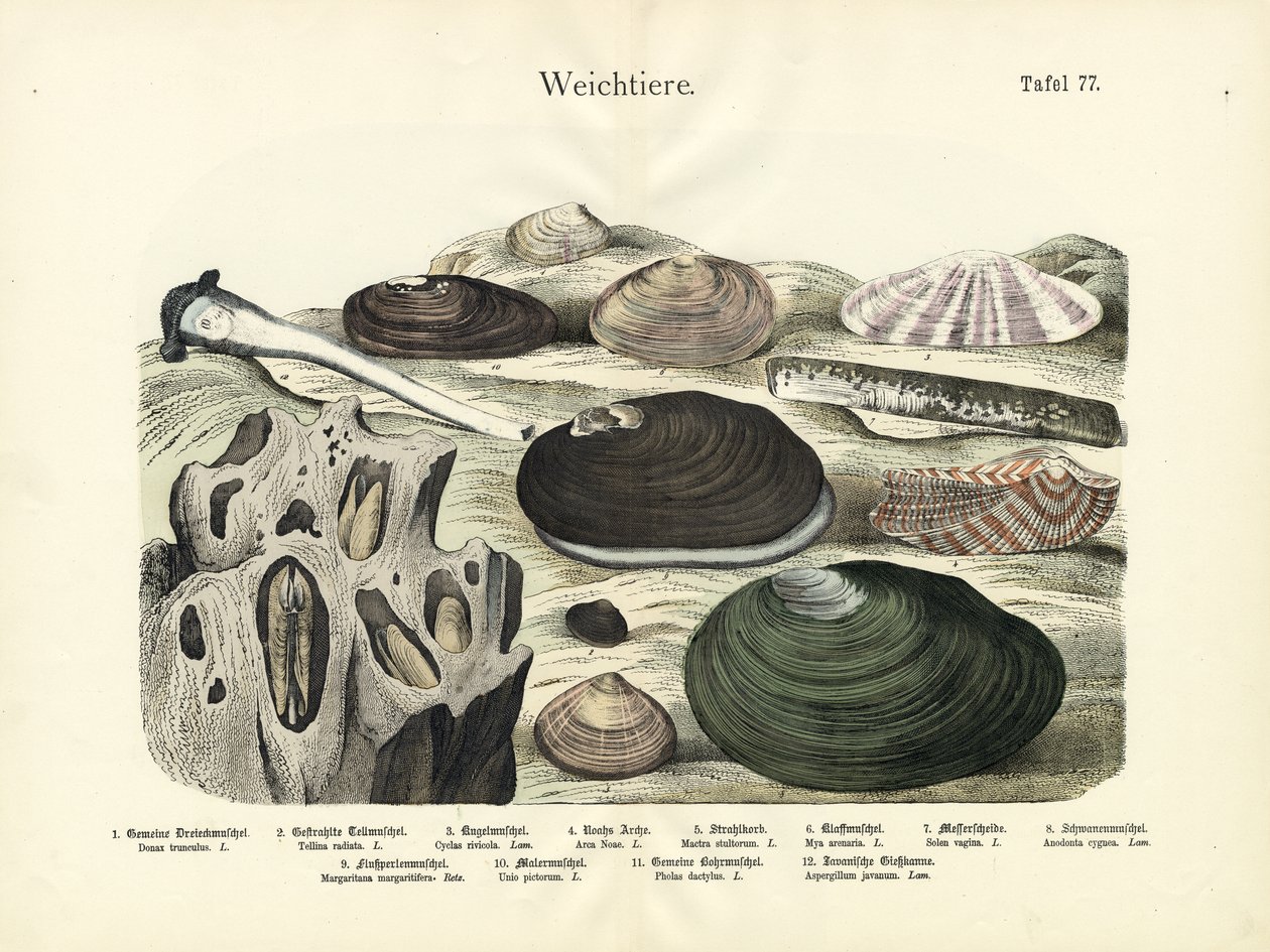 Mollusker, ca 1860 (färglitografi) av German School