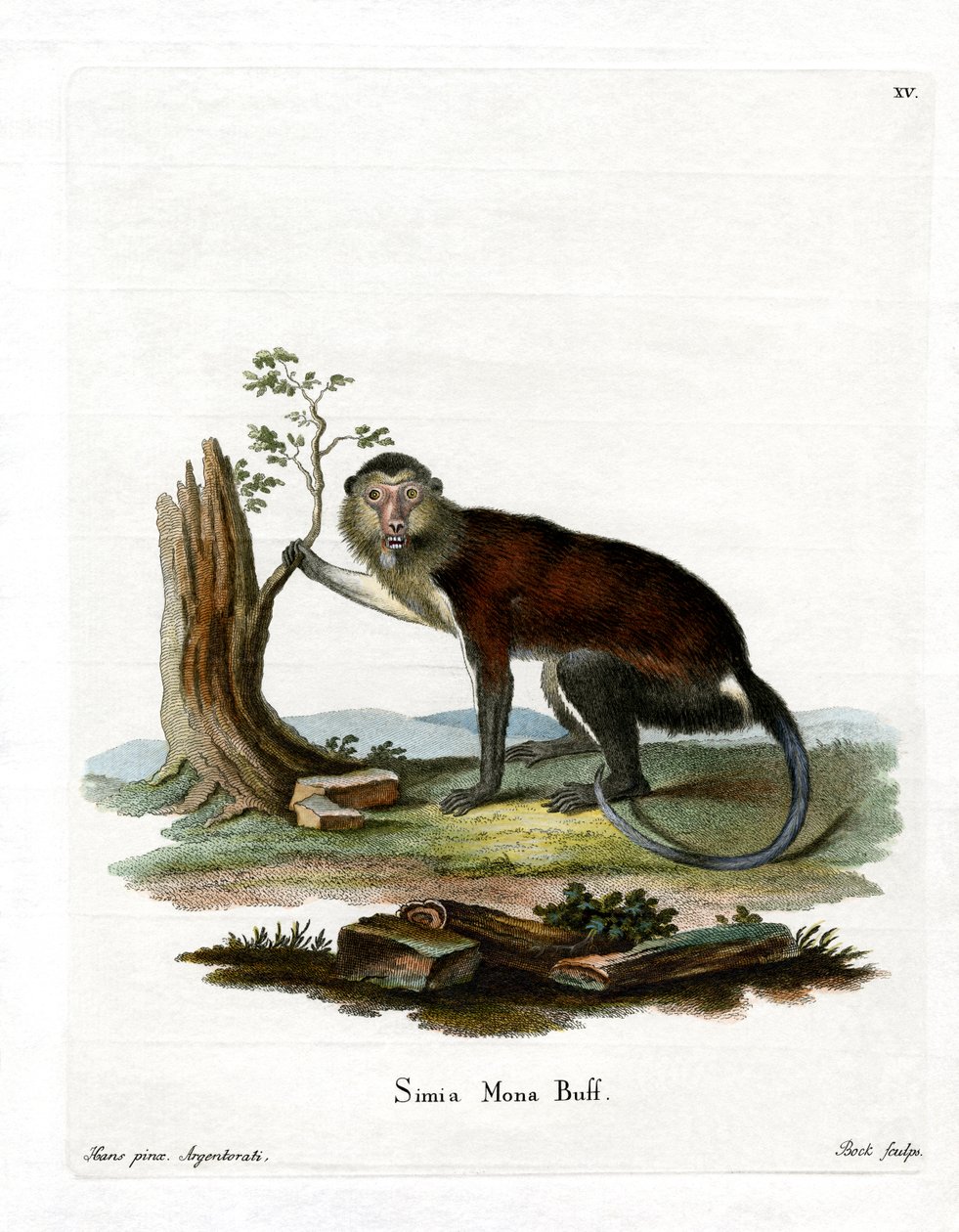 Mona Monkey (färgad gravyr) av German School