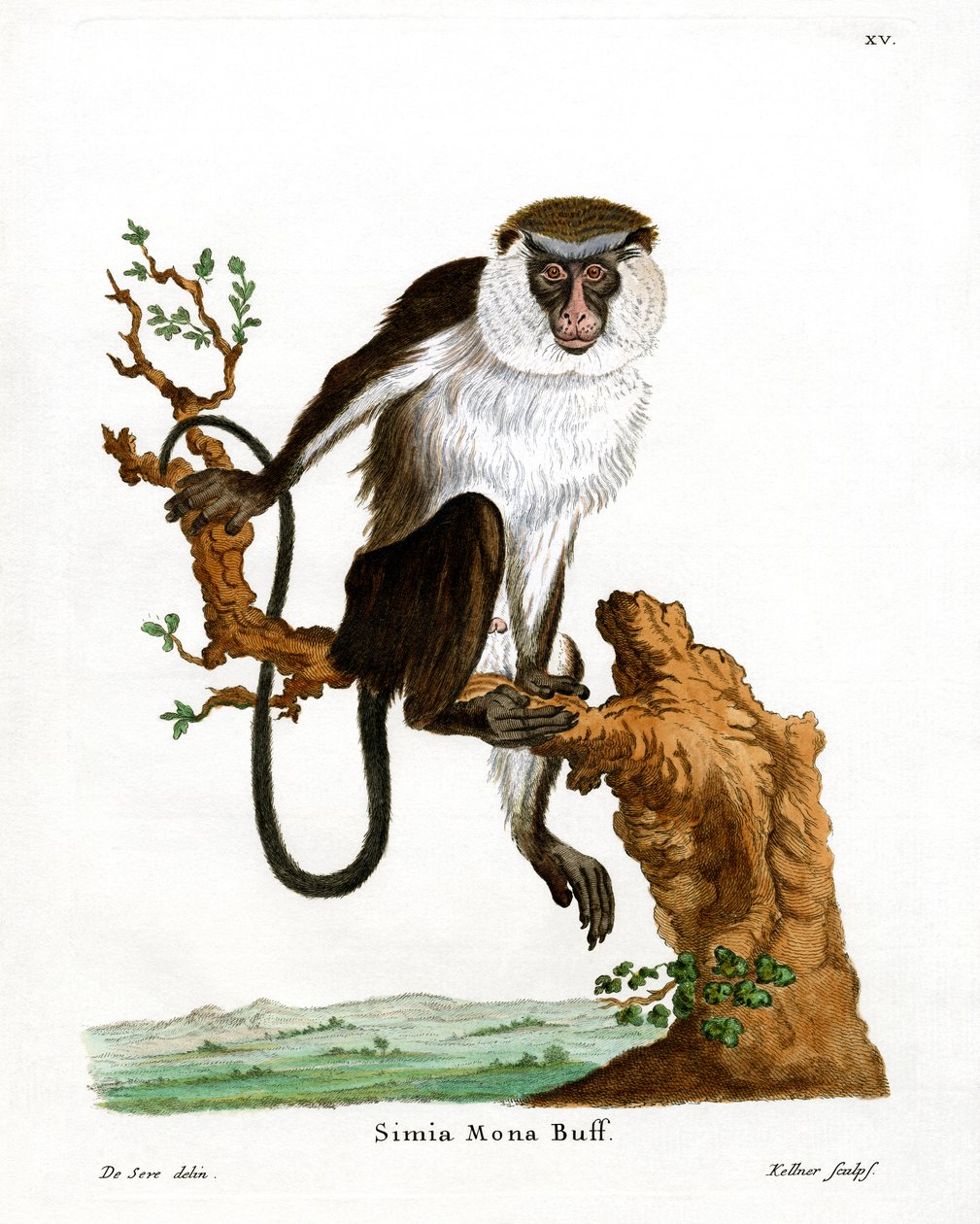 Mona Monkey (färgad gravyr) av German School