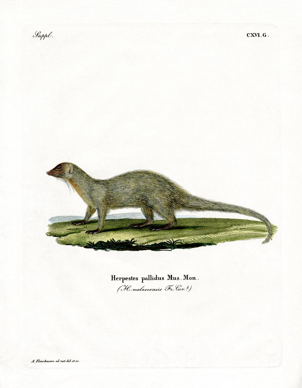 Mongoose (färgad gravyr) av German School