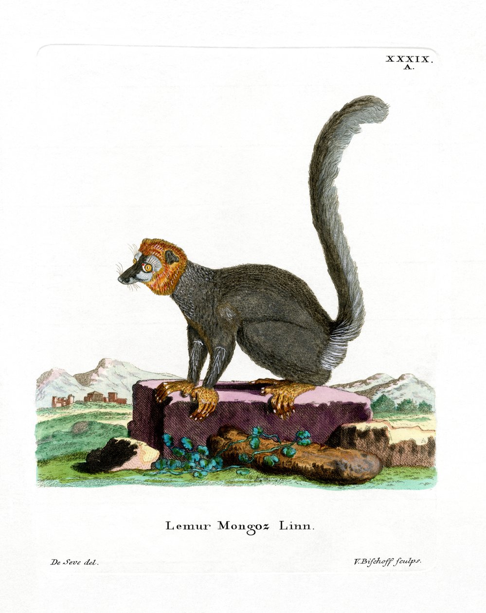 Mongoose Lemur (färgad gravyr) av German School