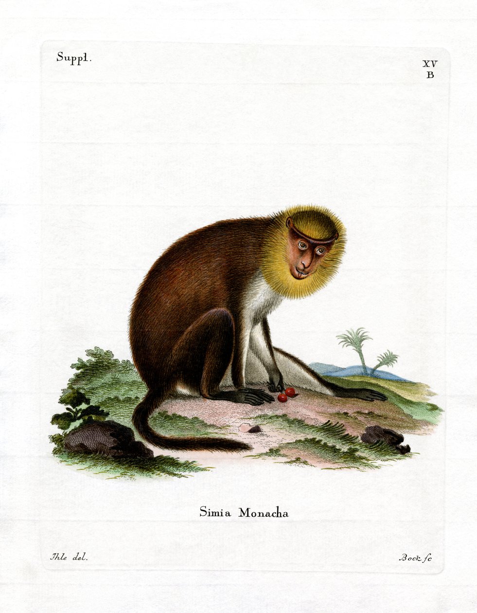 Monk Saki (färgad gravyr) av German School
