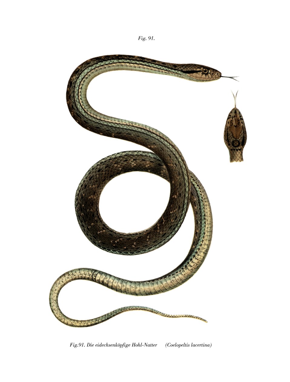 Montpellier Snake (färg litho) av German School