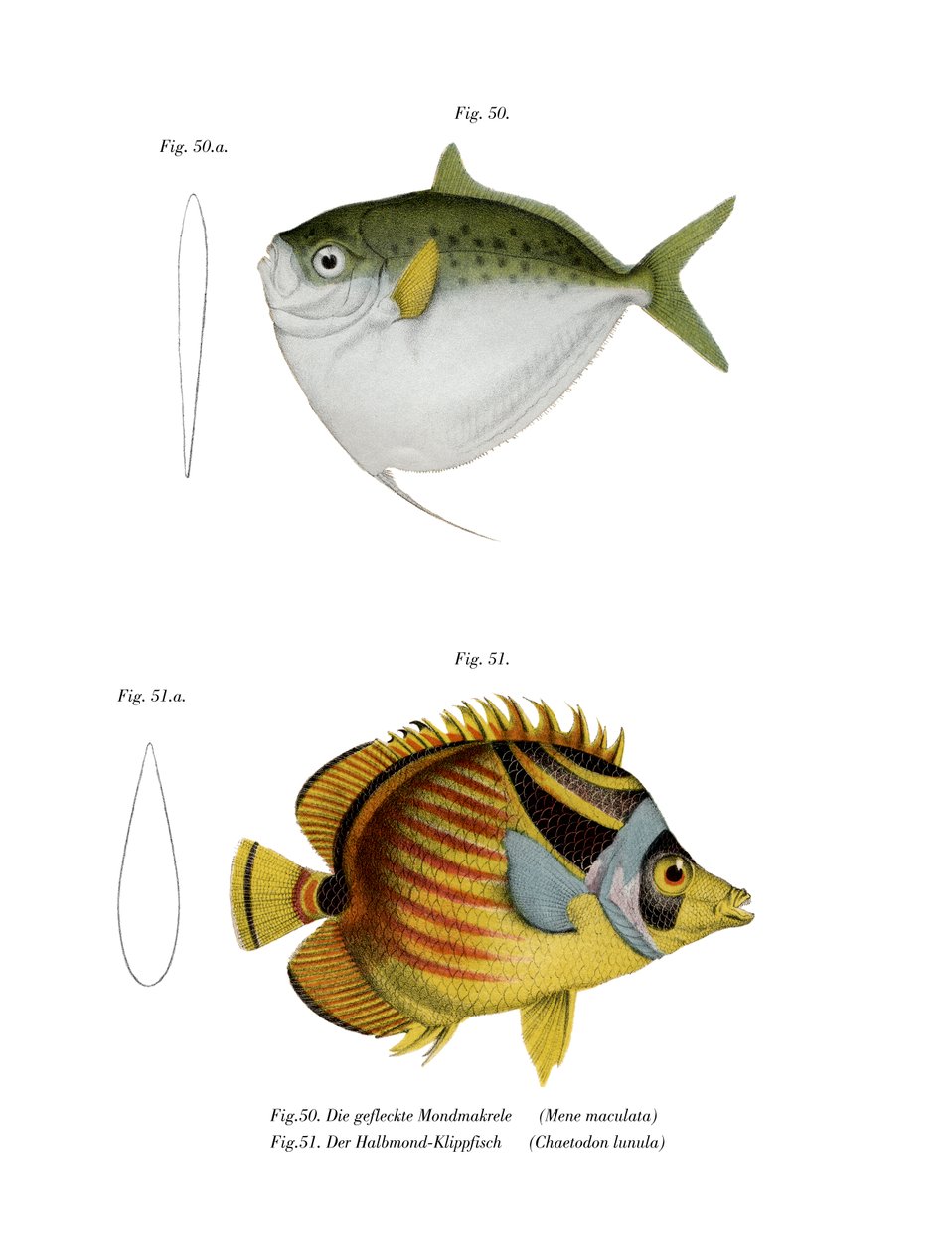 Månfisk (färg litho) av German School