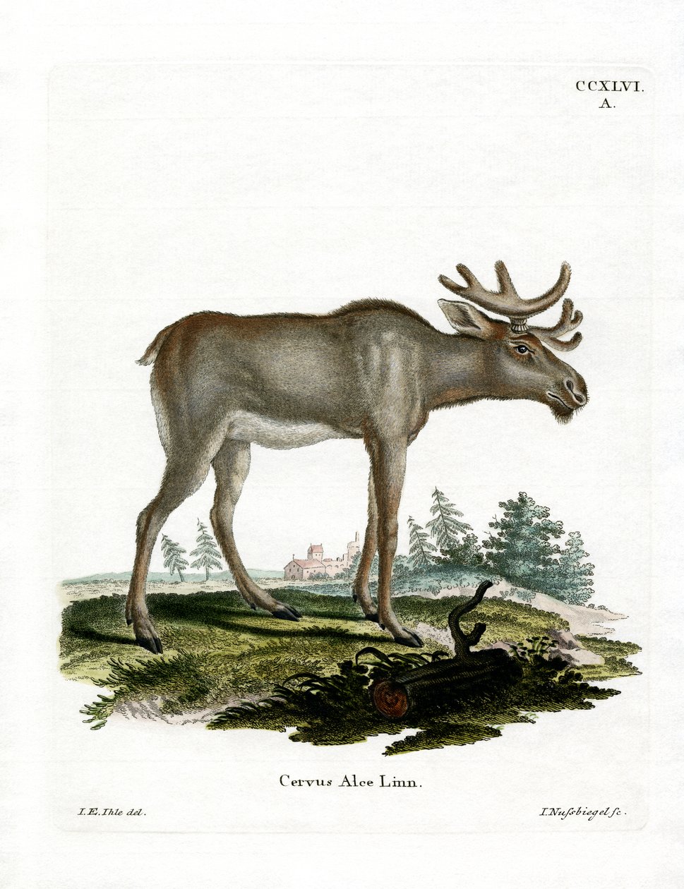 Älg (färgad gravyr) av German School