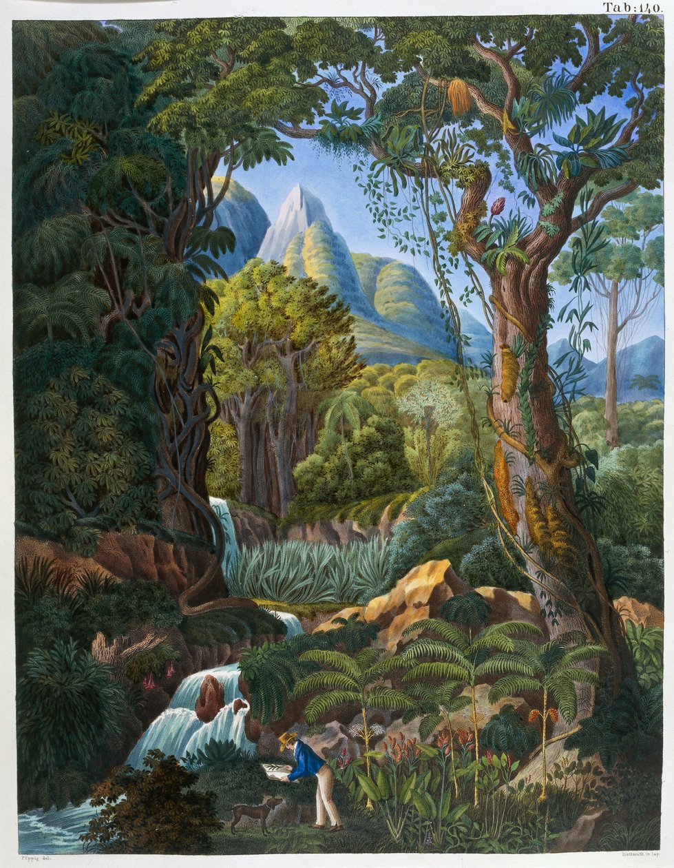 Morenia Poppigiana och skog, från "Historia Naturalis Palmarum" av Johann Baptist Von Spix och Carl Friedrich Von Martius av German School